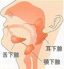 唾液腺や甲状腺の病気