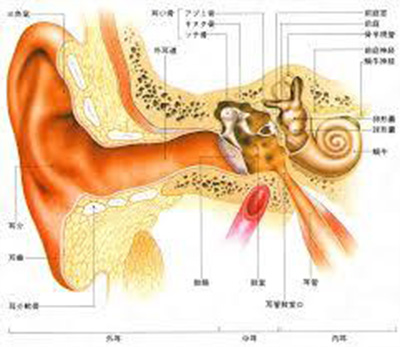 耳の病気