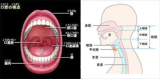 のどの病気